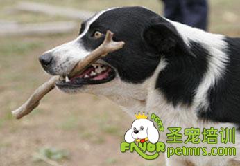 可愛寵物狗