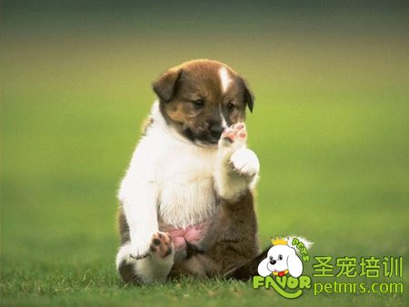 狗狗
