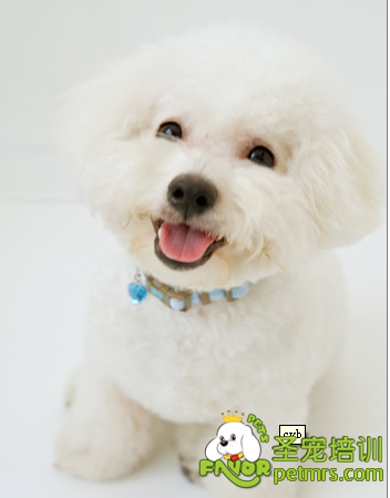 比熊犬藥浴