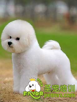 比熊犬