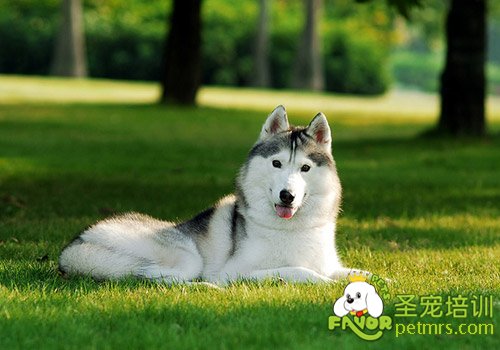 哈士奇（西伯利亞雪橇犬）