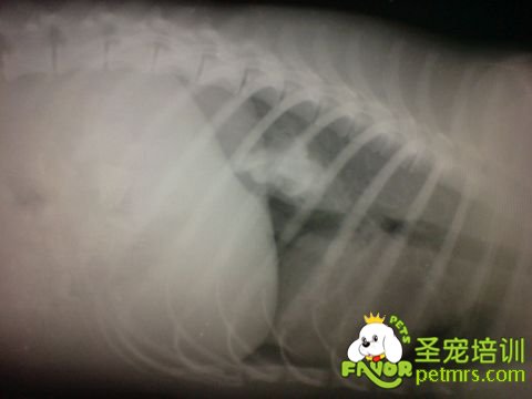 狗狗心臟病