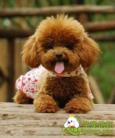 貴賓犬食物調(diào)養(yǎng)