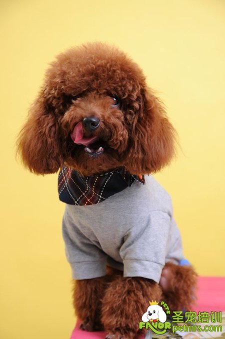 貴賓犬