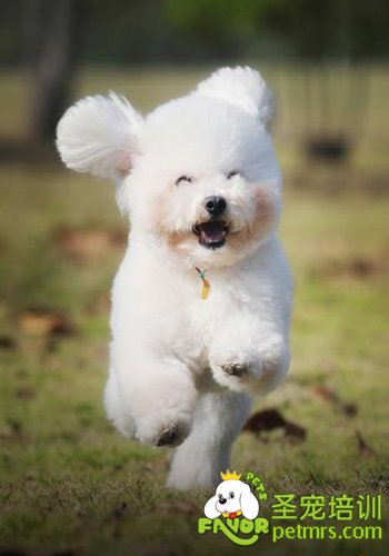 貴賓犬美容方法