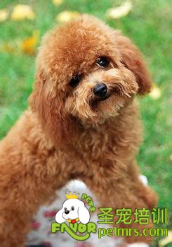 貴賓犬