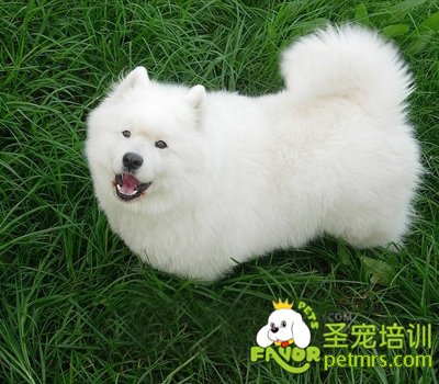 狗狗牙齒護(hù)理