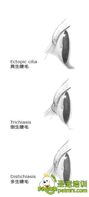 狗狗的睫毛