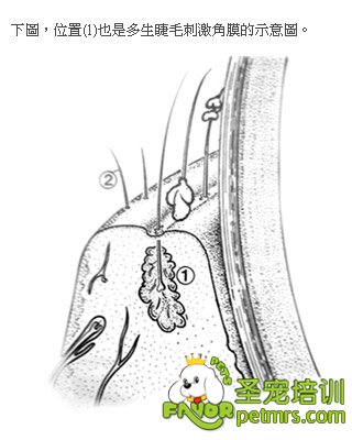 狗狗的睫毛