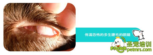狗狗的睫毛