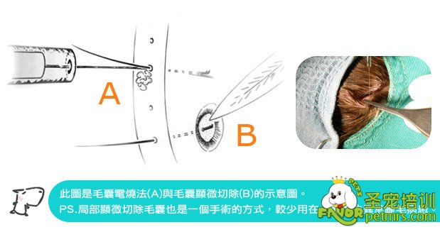 狗狗的睫毛