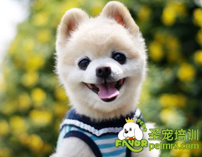 幫狗狗做美容的重要性