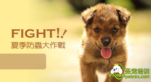 狗狗防蟲