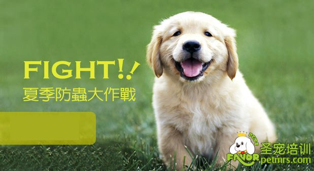 狗狗夏季防蟲
