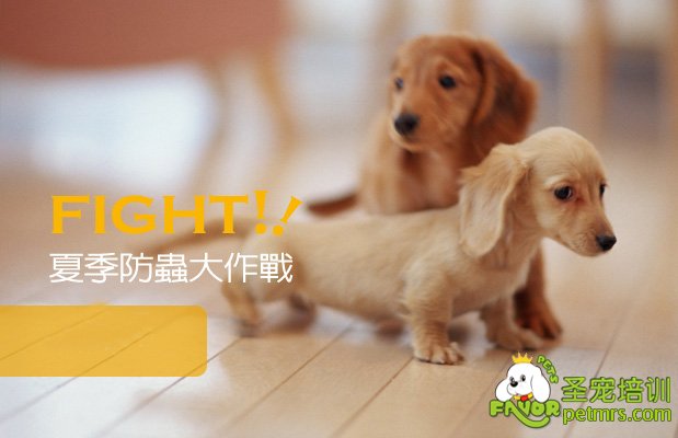 狗狗