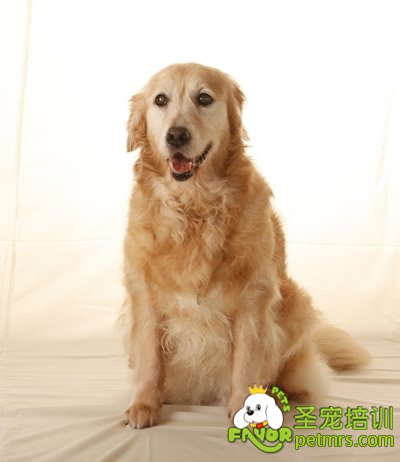 金毛犬