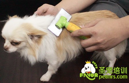 可愛狗狗