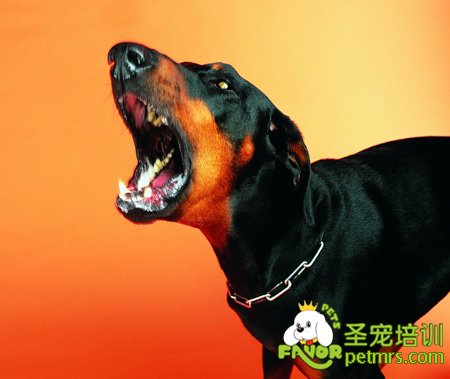 如何預(yù)防寵物狗突然翻臉咬人