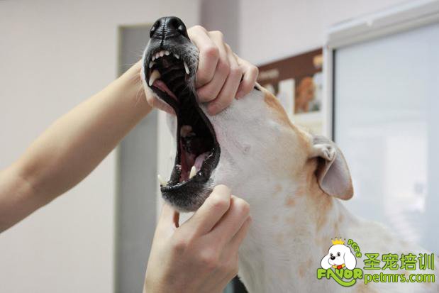 狗狗吃藥