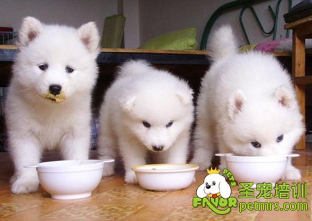 狗狗吃飯