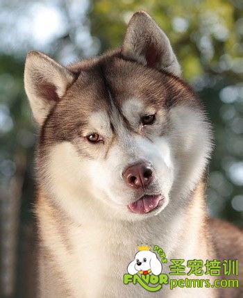 哈士奇