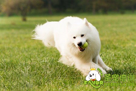 狗狗尿液檢查
