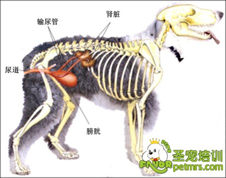 狗狗檢查身體
