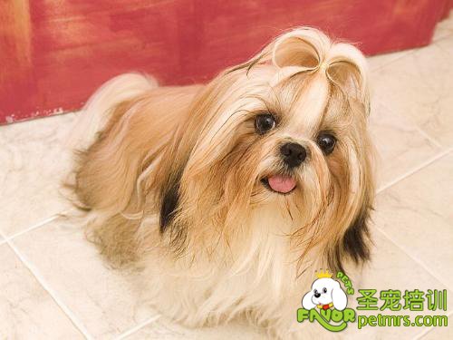 西施犬