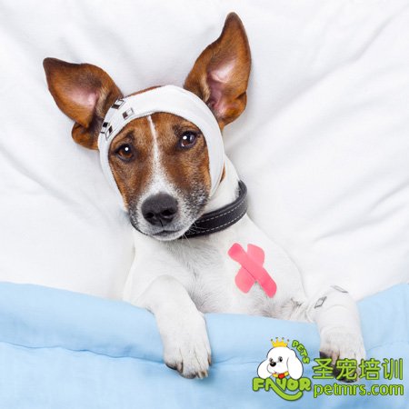 狗狗生病了