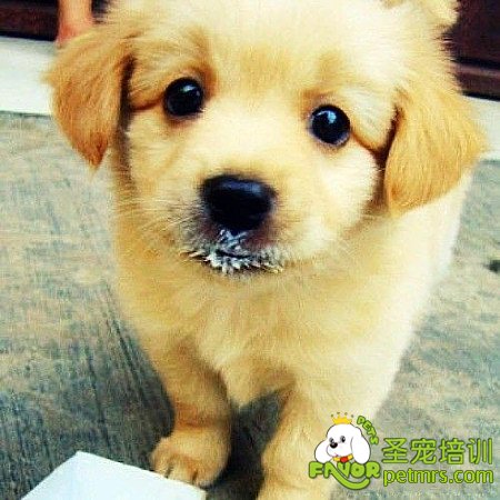 狗狗喝奶粉
