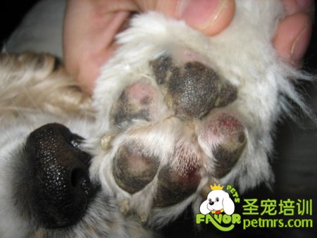 狗狗腳底毛修剪