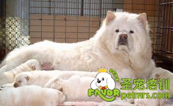 狗狗喂奶