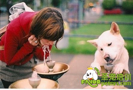 可愛狗狗