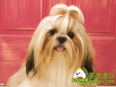 西施犬