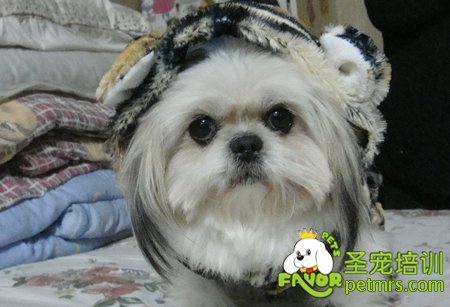 西施犬毛發(fā)護理