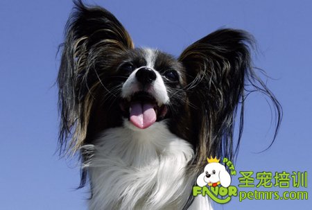 蝴蝶犬美容護理