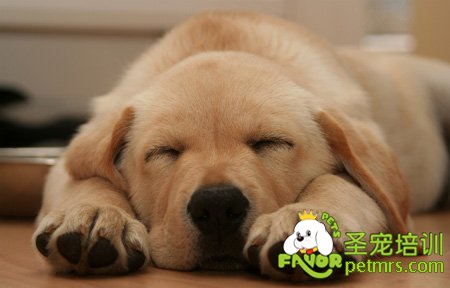 金毛犬