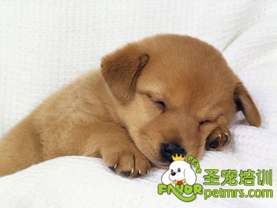 狗狗病了