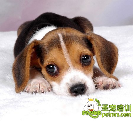 可愛的狗狗