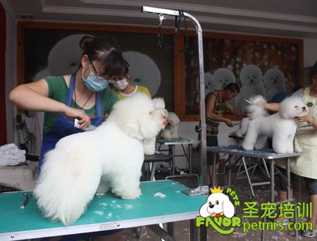 學員比熊犬實操課程