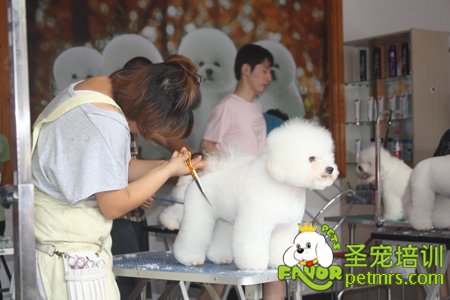 圣寵學(xué)員比熊犬實(shí)操課程