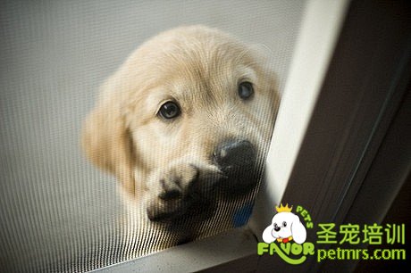 可愛狗狗