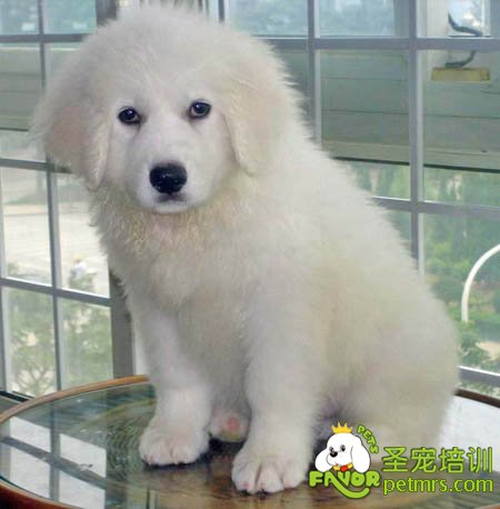 狗狗