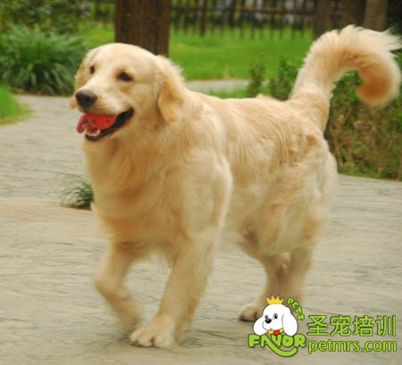 可愛(ài)狗狗