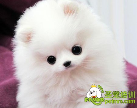 博美犬