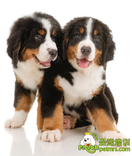 狗狗