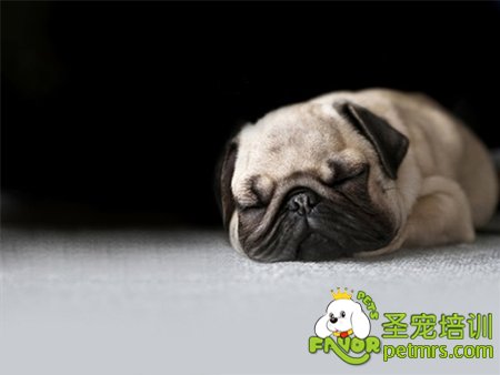 狗狗得了肺炎怎么辦