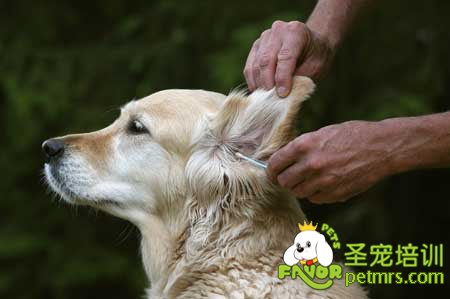 狗狗耳朵的護(hù)理