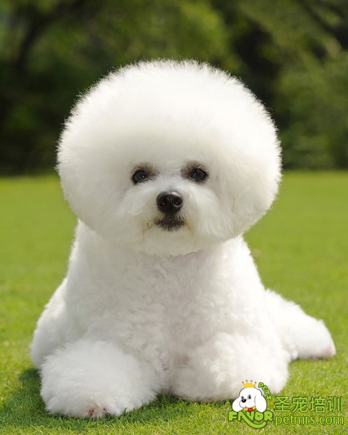 比熊犬修剪機指甲的方法