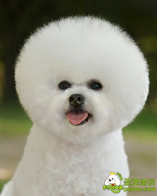 幫比熊犬美甲